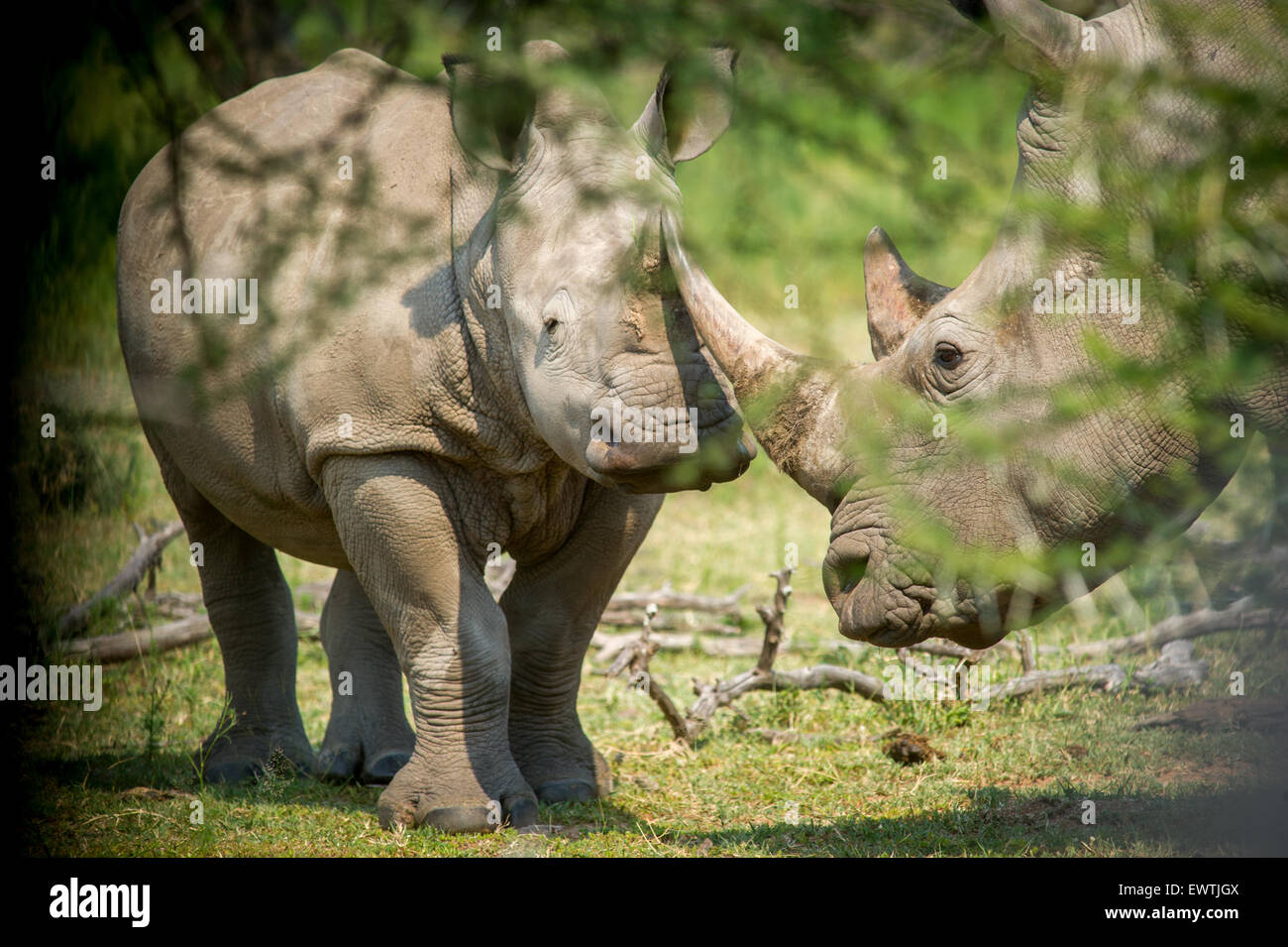 SOUTH AFRICA- A pair of rhinoceros' (Rhinocerotidae) on the Dinokeng Game Reserve Stock Photo
