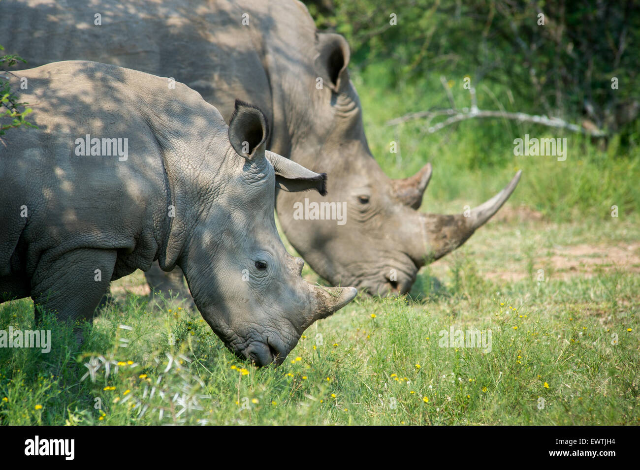 SOUTH AFRICA- A pair of rhinoceros' (Rhinocerotidae) on the Dinokeng Game Reserve Stock Photo