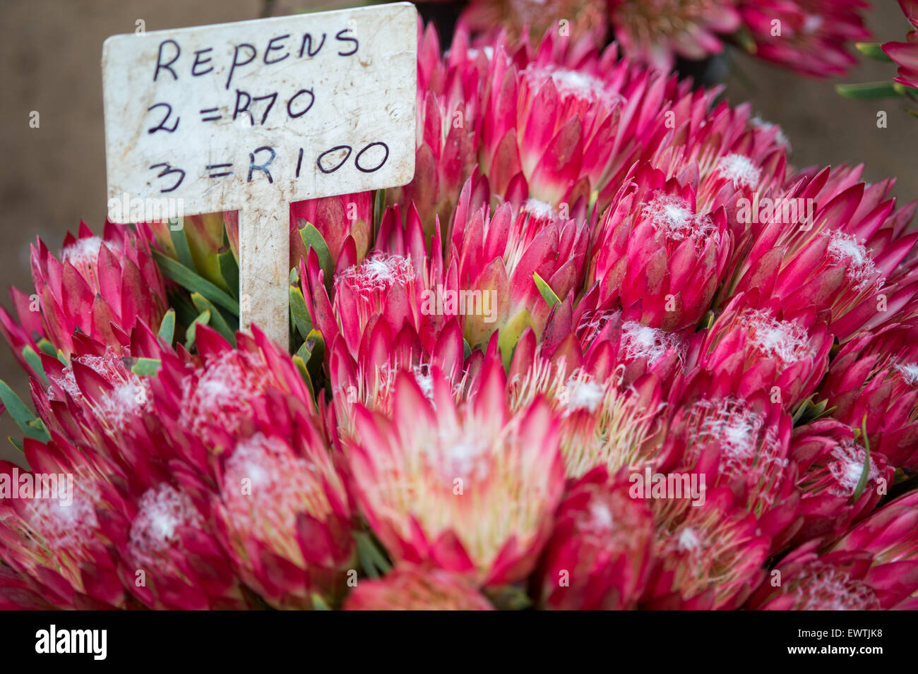 SOUTH AFRICA Flowers marked for sale Stock Photo Alamy