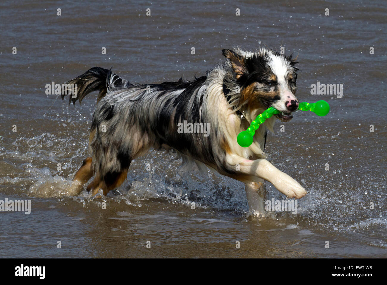 Are Australian Kelpies Allowed To Compete