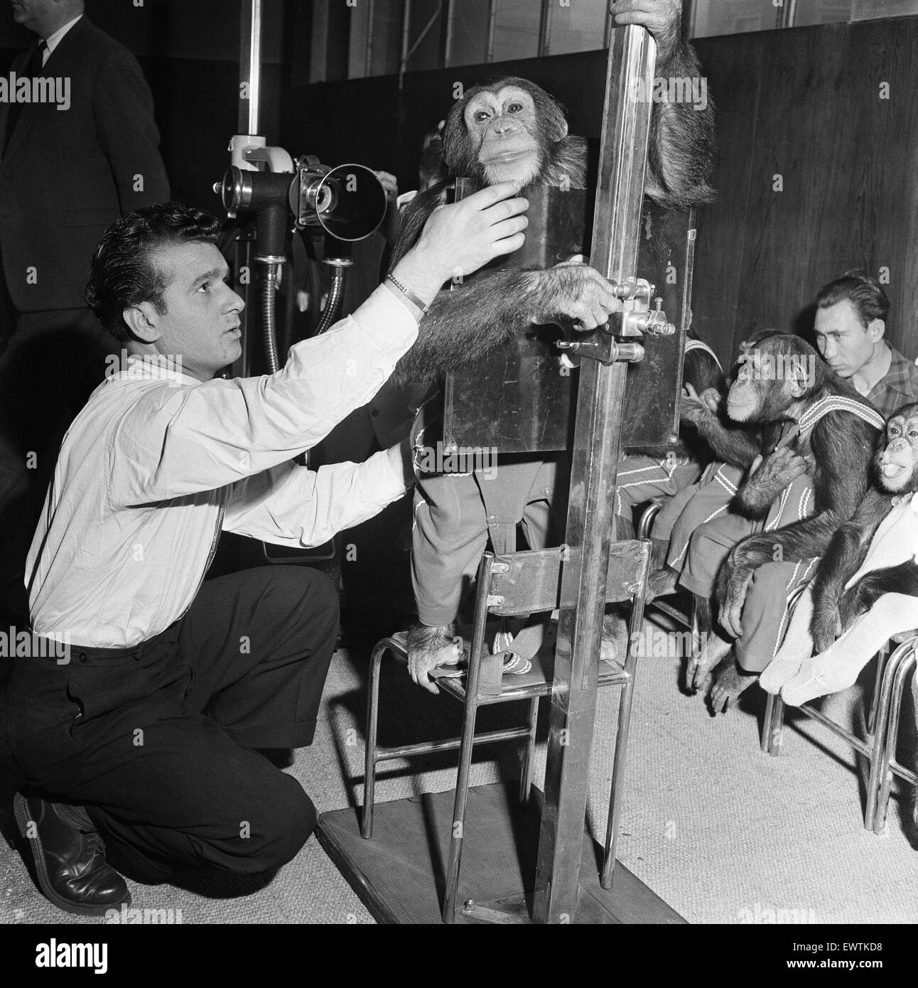 Chimpanzees being X-rayed, Billy, etc. of Bertram Mills Circus. 10th January 1954. Stock Photo