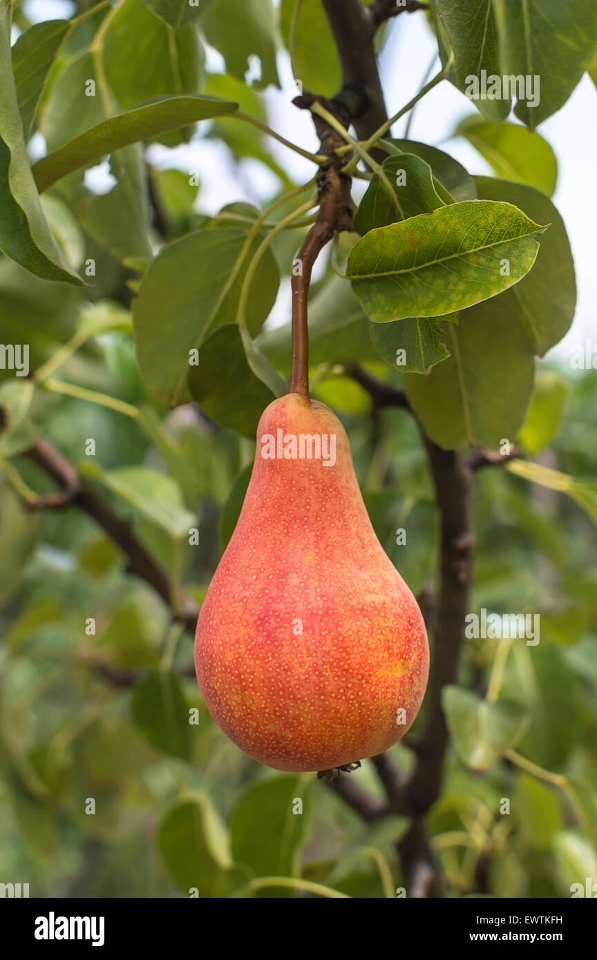 Tasty young pear hanging on tree. Selective focus on pear. Stock Photo