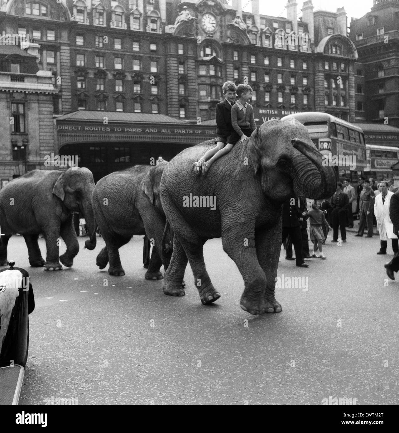 Billy Smart's Circus animals leaving Victoria, London. 18th September 1955. Stock Photo