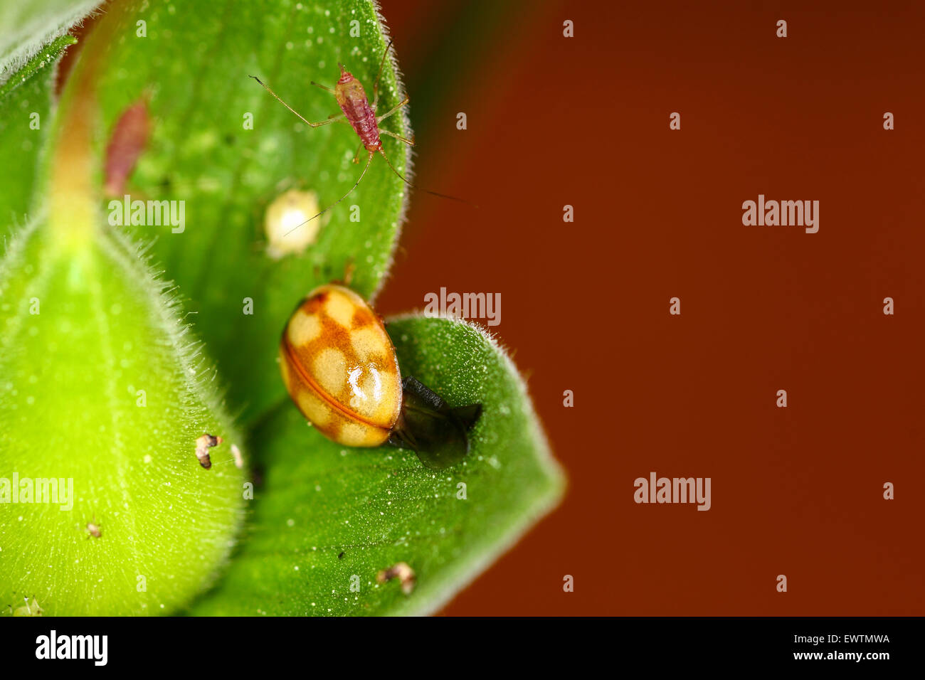 Meaning It Was Not Intentionally Seeded Or Planted Yet Hi res Stock Photography And Images Alamy