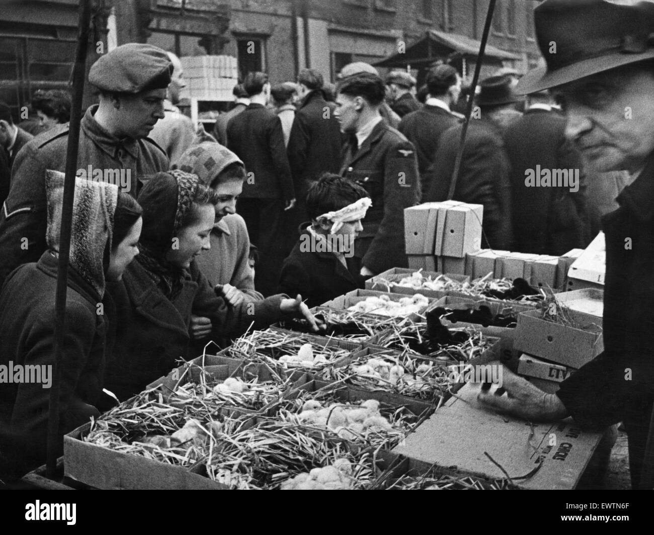 East London Small holders restocking sale. 18th February 1945 East London 'back yard smallholders' at the street market in Bethnal Green, buying rabbits, chicks, hens, goats etc for spring restocking. They are keen judges of the livestock offered and much Stock Photo