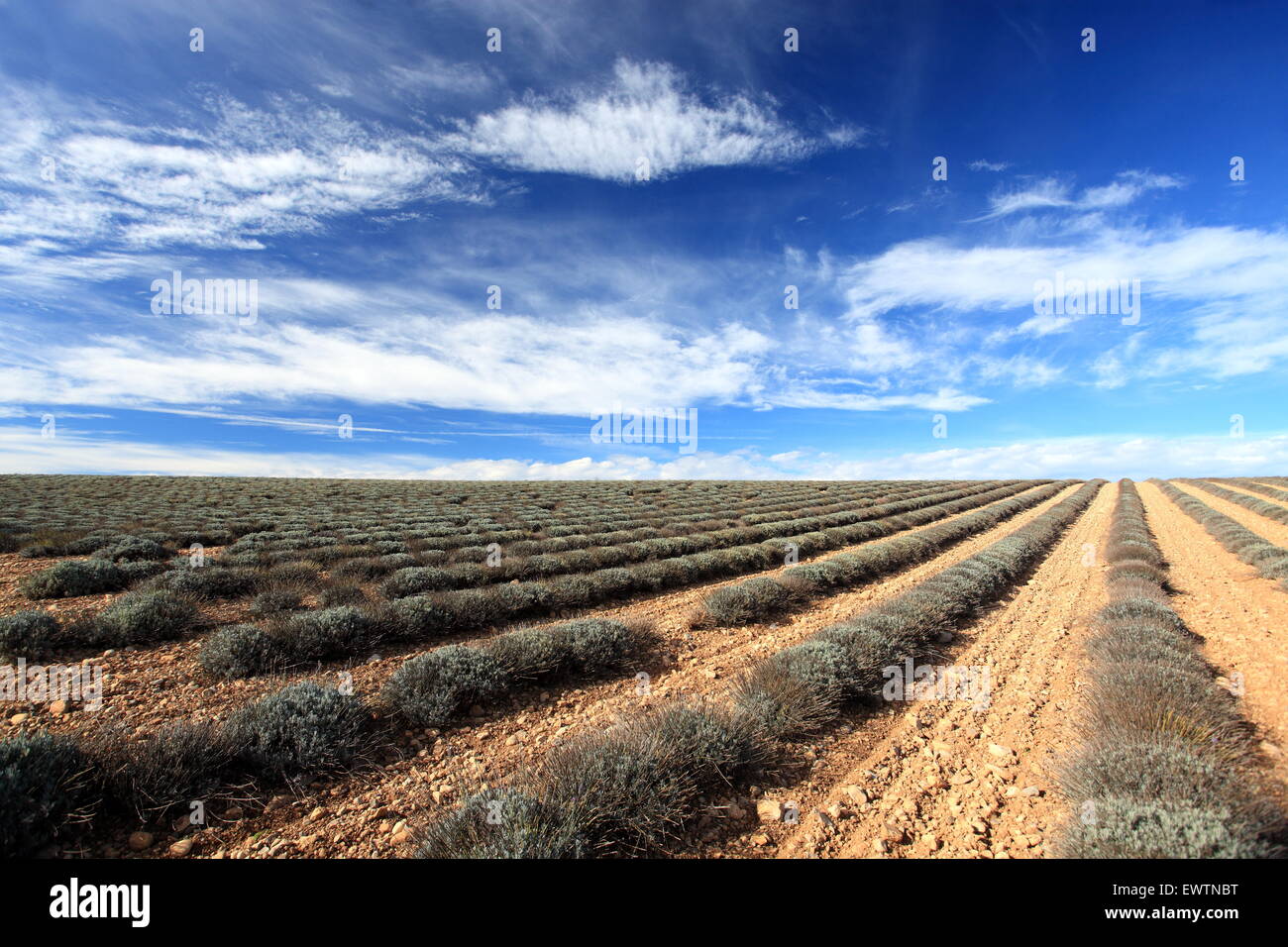 Winter lavender field Stock Photo