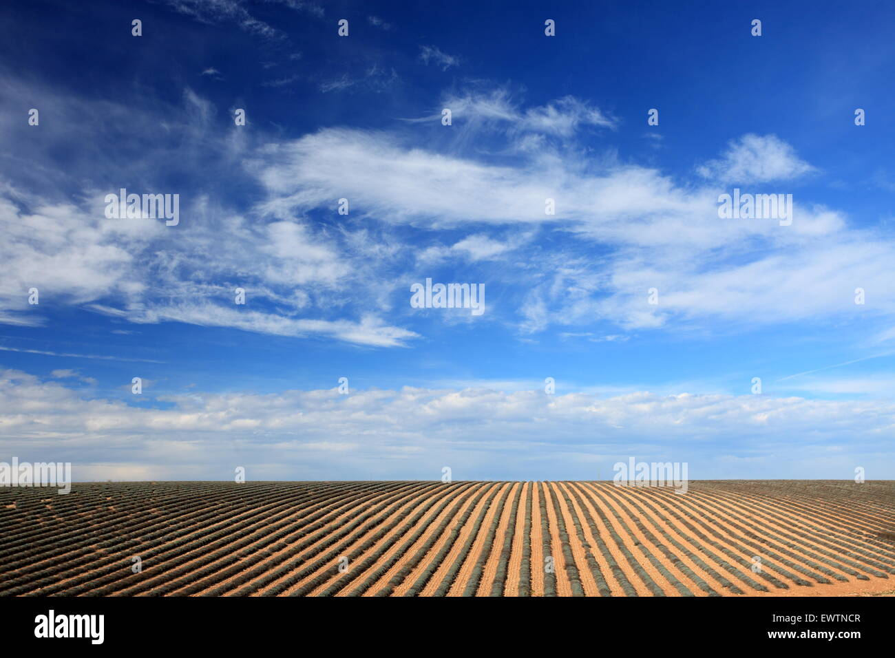 Winter lavender field Stock Photo