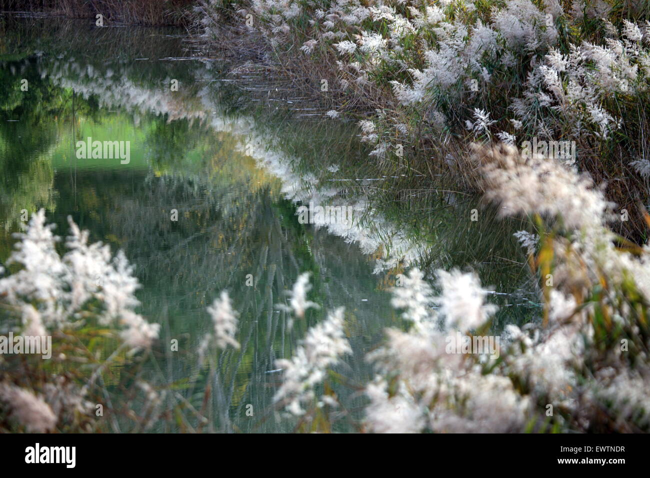 Vegetation on the edge of a lake Stock Photo