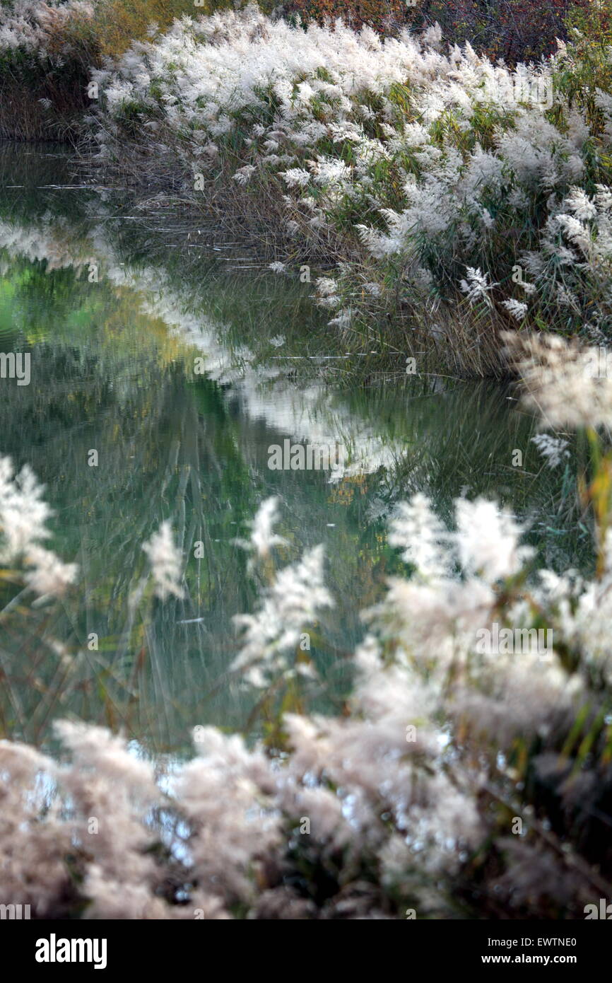 Vegetation on the edge of a lake Stock Photo