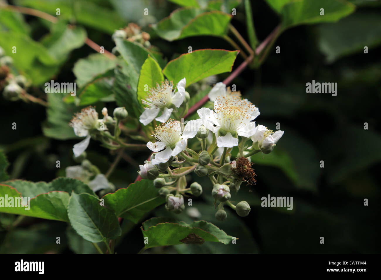 Blackberry blossom on Saxon Shore Way, Lympne, Folkestone, Kent, England, United Kingdom Stock Photo