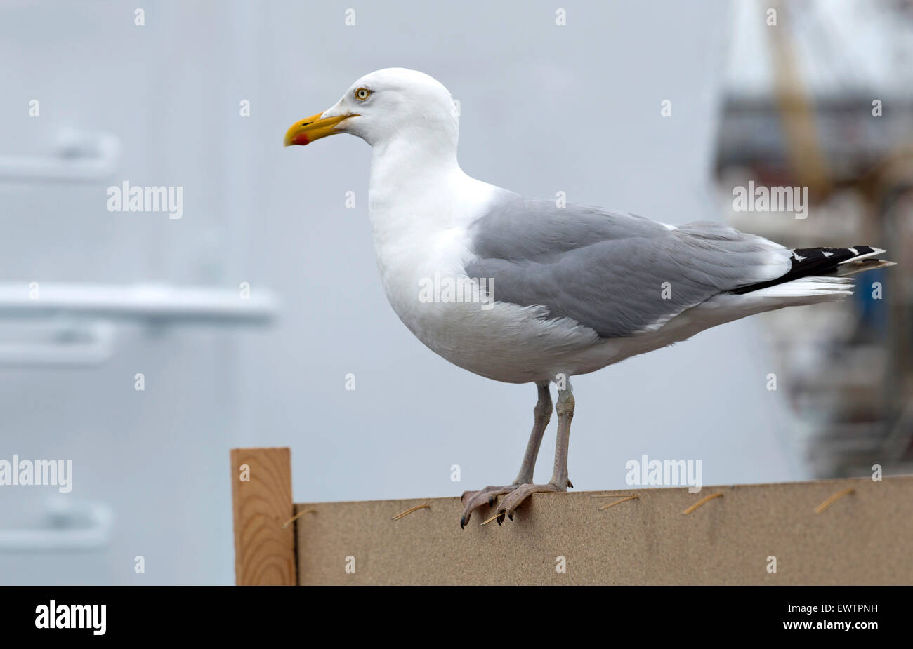 Lesser black-backed gull checking out the view at  the harbor of IJmuiden, North Holland, The Netherlands. Stock Photo