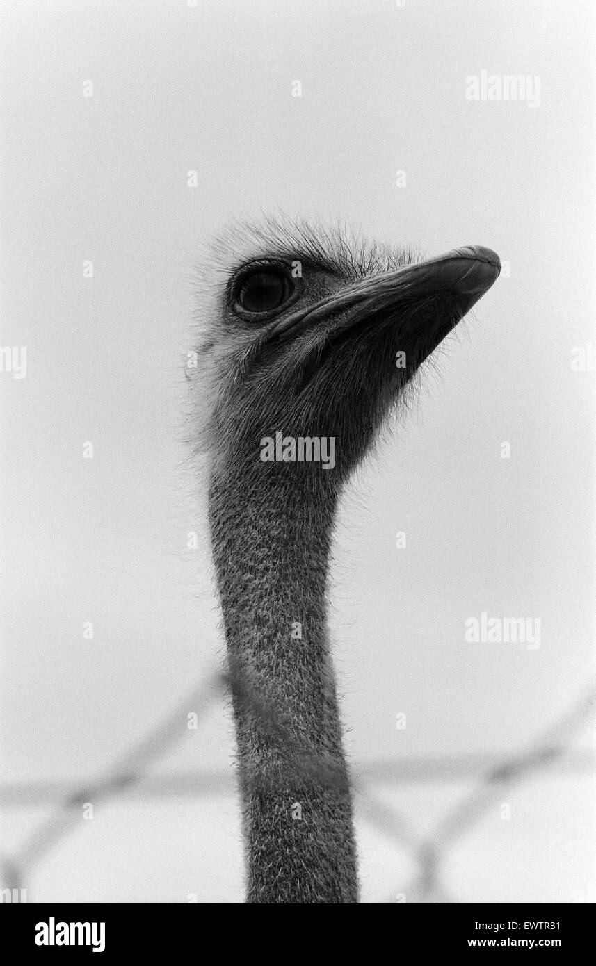 Oswald the Ostrich at Marwell Zoological Park. 8th April 1976. Stock Photo