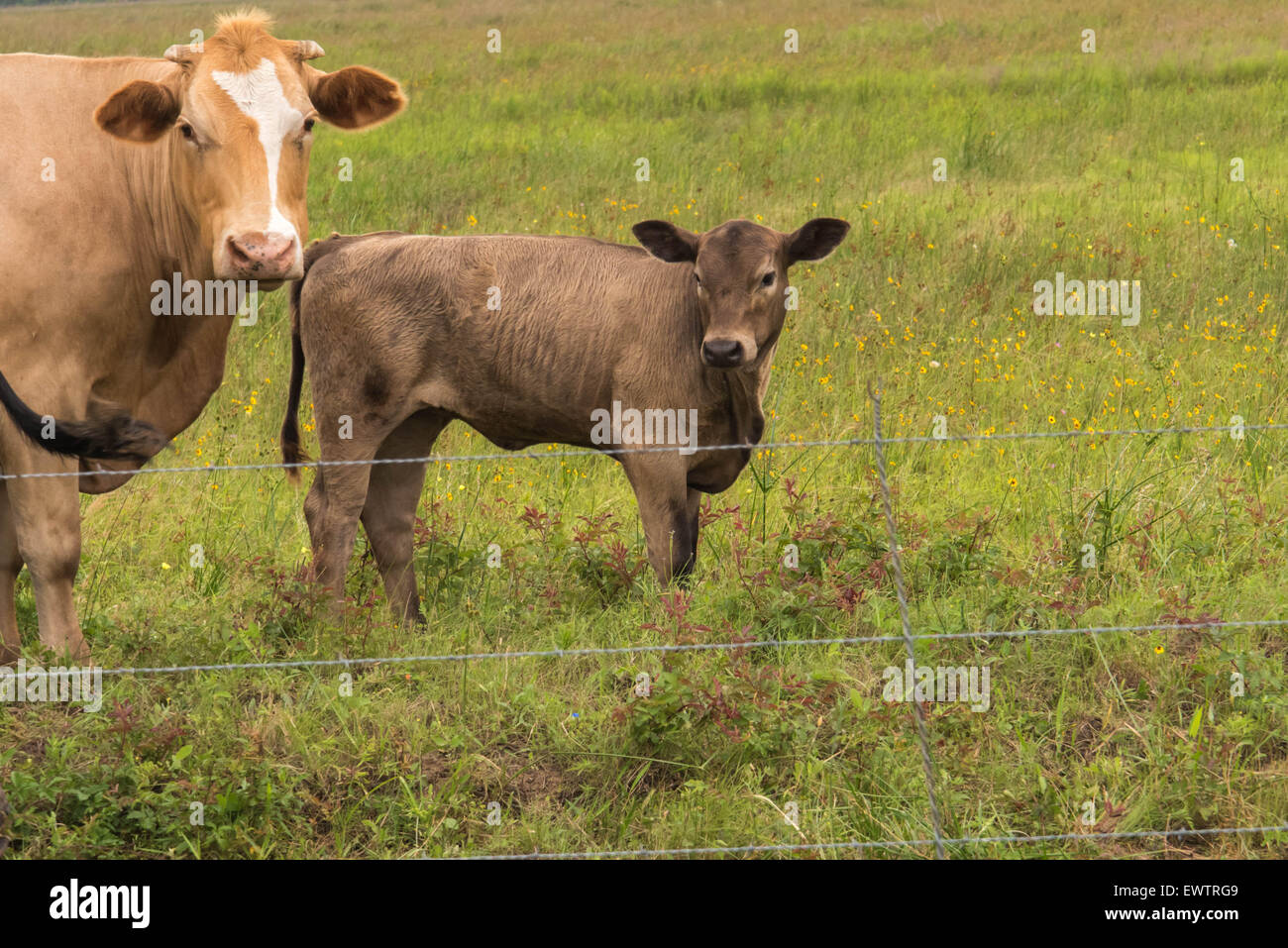a cows standing in a lush green pasture Stock Photo - Alamy