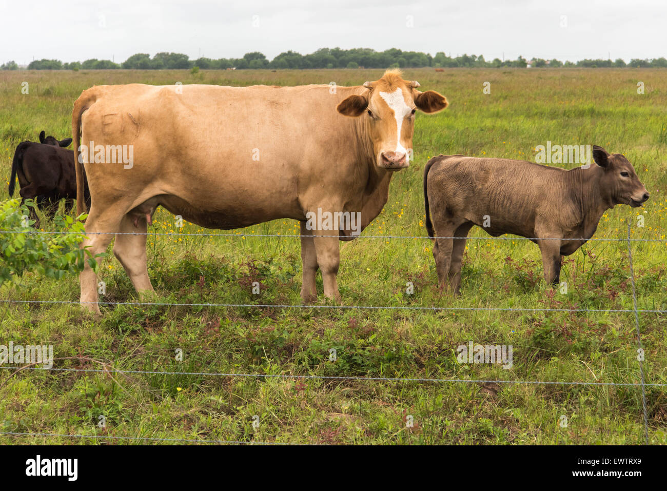 a cows standing in a lush green pasture Stock Photo - Alamy