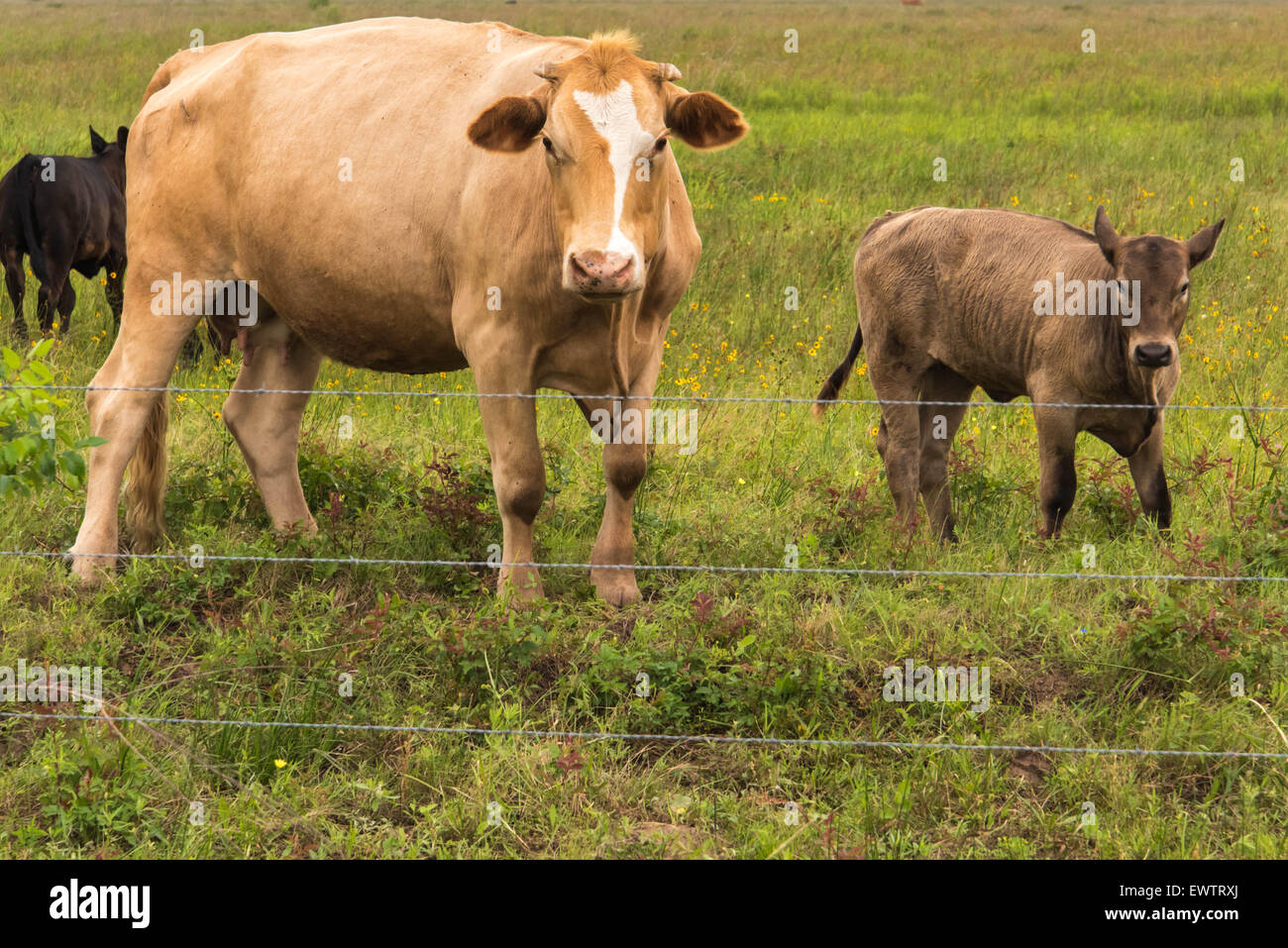 a cows standing in a lush green pasture Stock Photo - Alamy