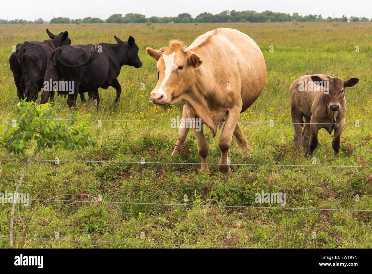 a cows standing in a lush green pasture Stock Photo - Alamy