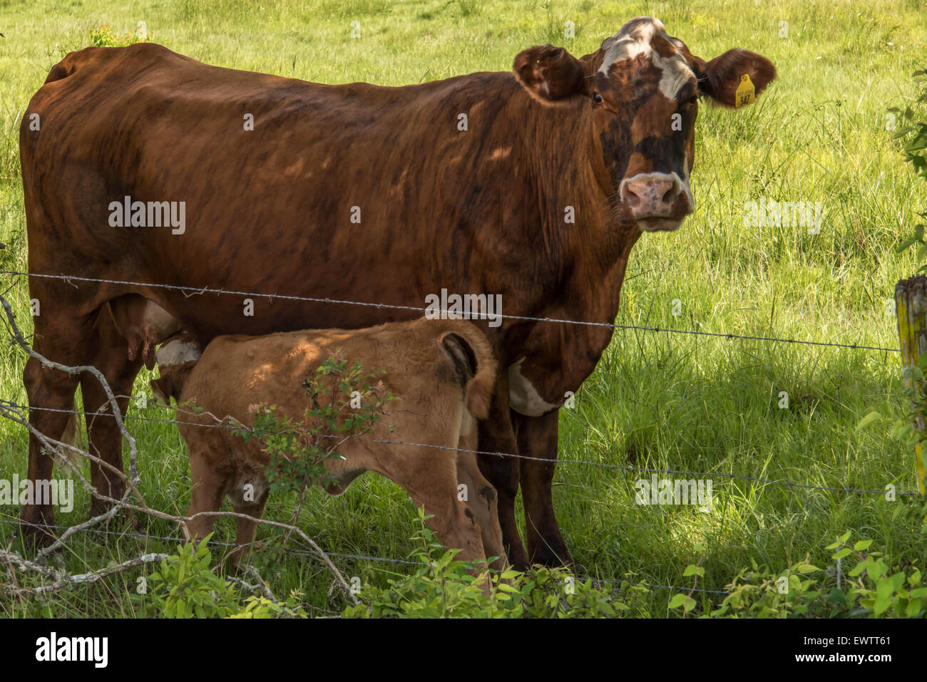brown cow with a feeding calf standing in a lush green pasture Stock ...