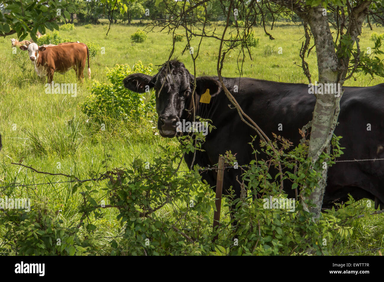 Brown cows in a pasture hi-res stock photography and images - Alamy
