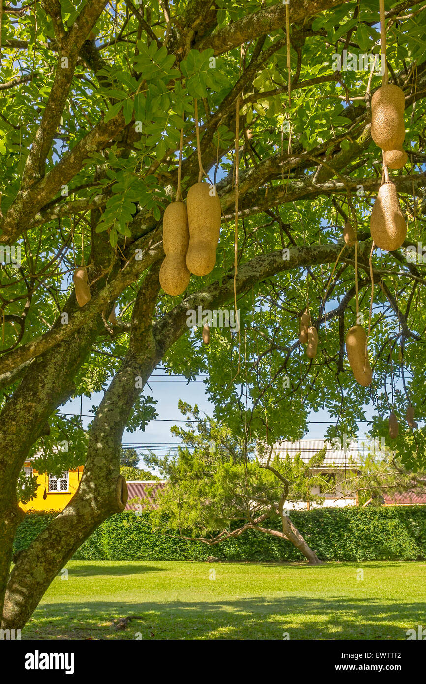 Sausage Tree (Kigelia pinnata) Dominica West Indies Stock Photo