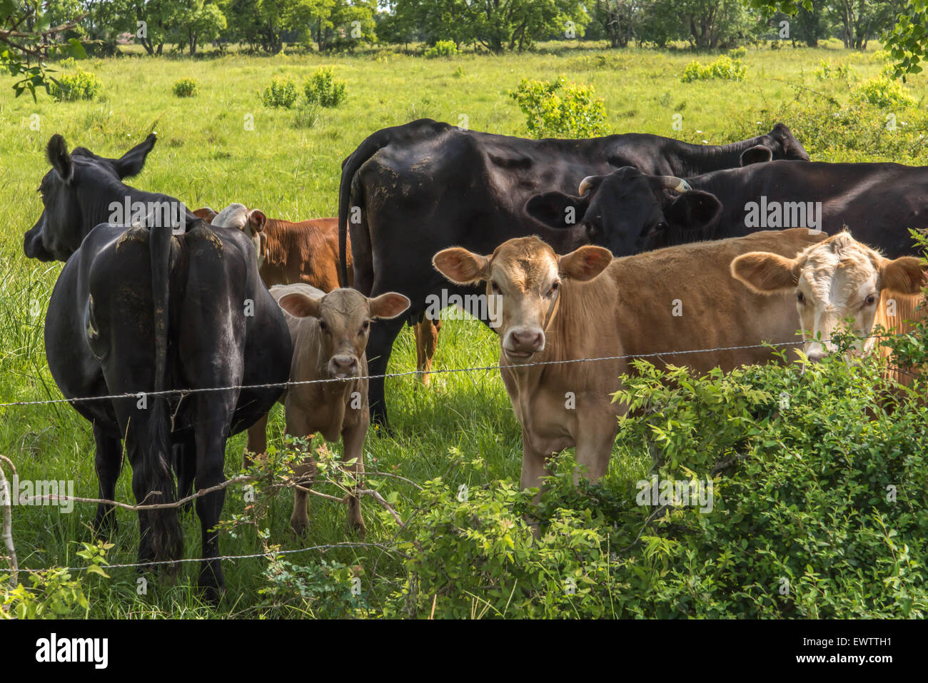 a cows standing in a lush green pasture Stock Photo - Alamy
