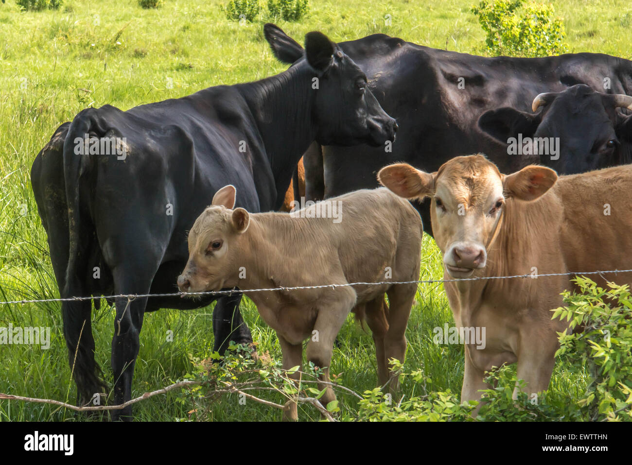 a cows standing in a lush green pasture Stock Photo - Alamy