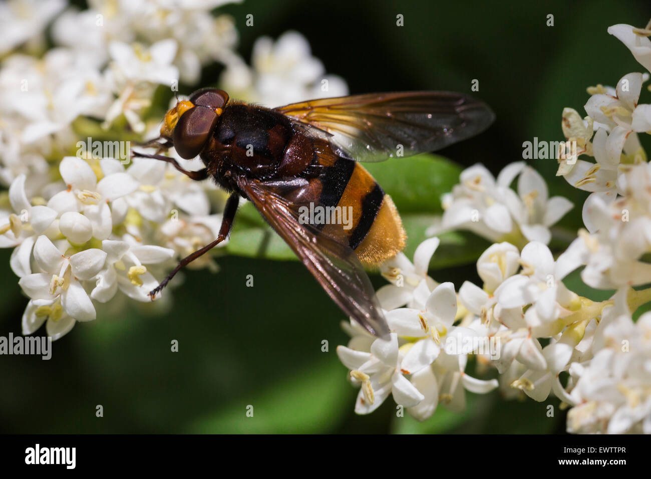 butterfly Stock Photo