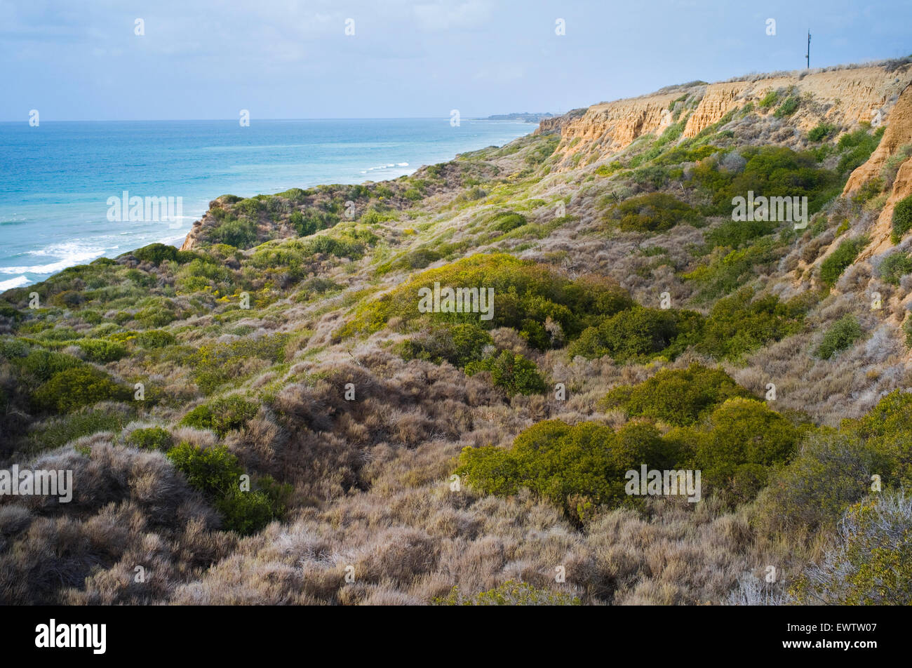 View of trees and wild flowers at San Onofre surf beach in southern California with the Pacific Ocean in the distance. Stock Photo