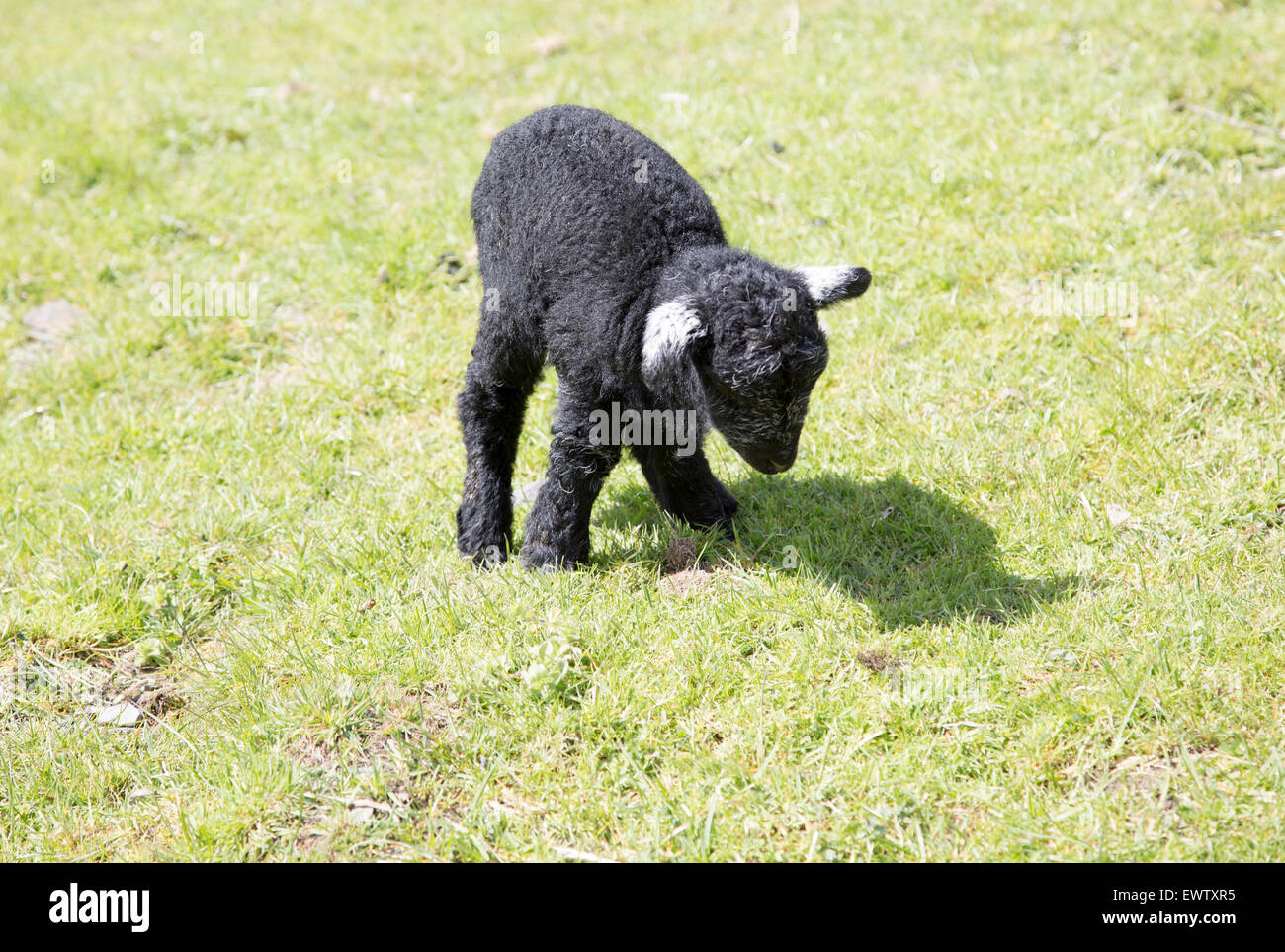 Newly born black lamb, Lake District national park, Cumbria, England, UK Stock Photo