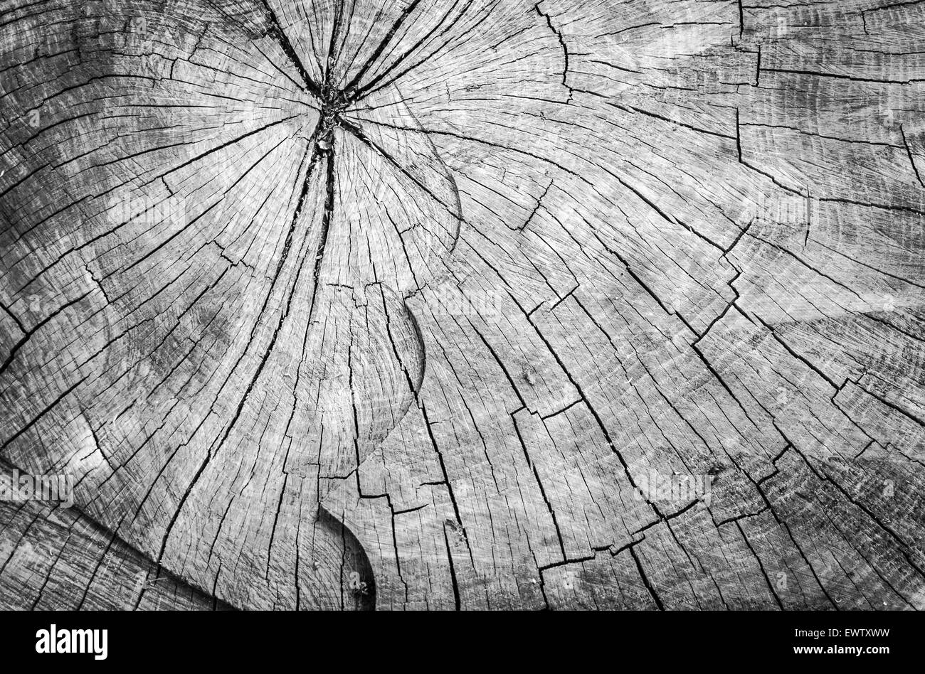 Cross section of a chainsawed tree trunk with circles in black and ...