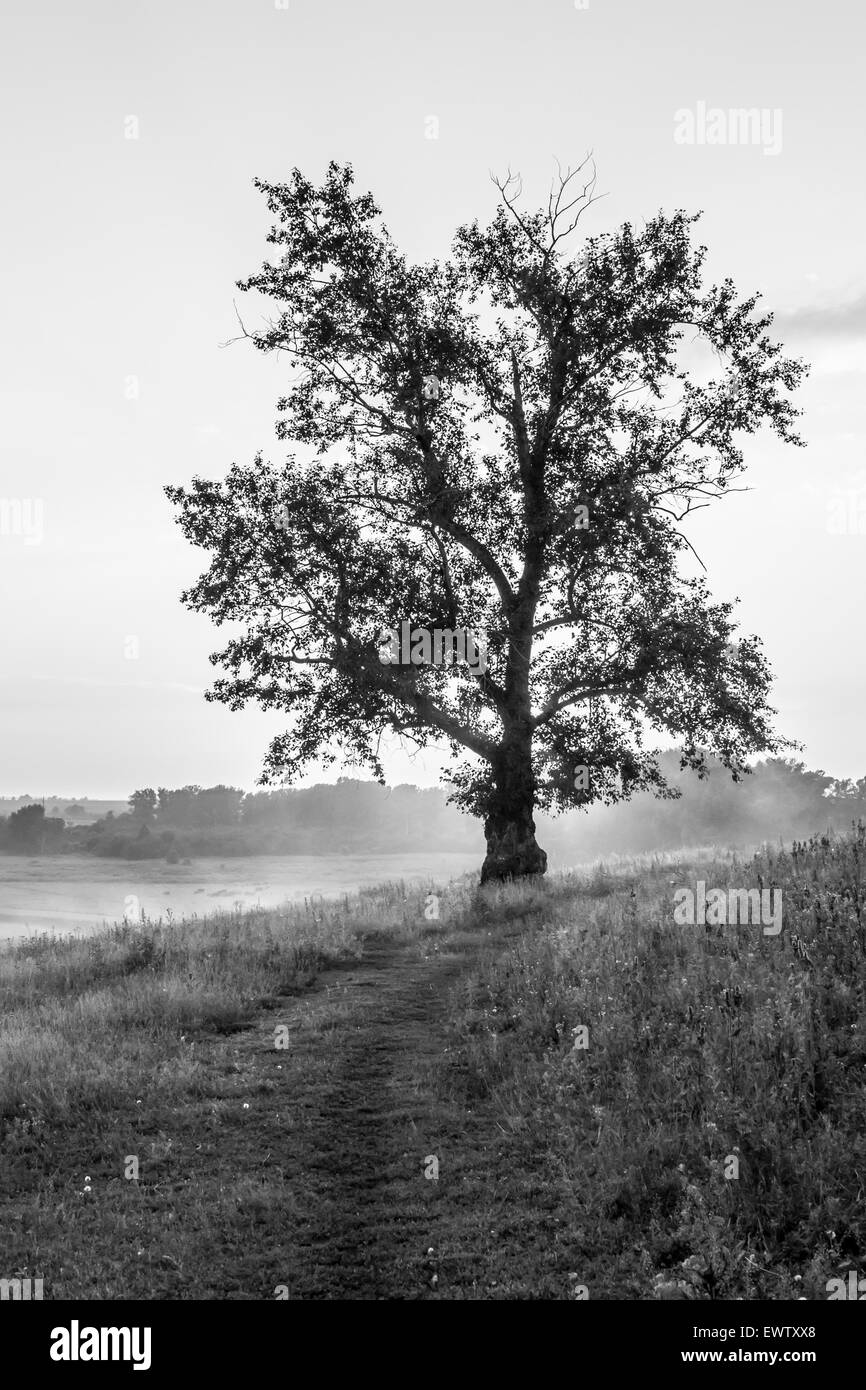 Solitary oak tree silhouette against a sunset landscape Stock Photo - Alamy