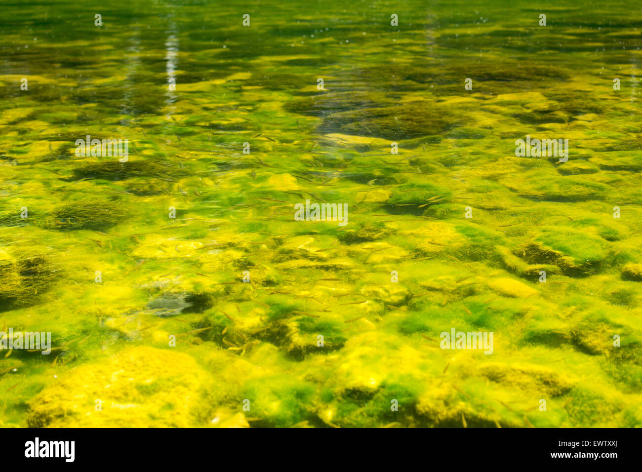 Fish swimming in a river in sunlight obscured by geen water and algae Stock Photo