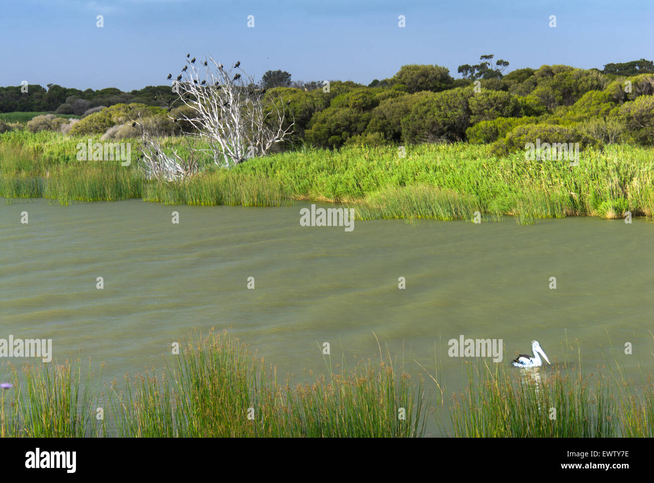 Lake Alexandrina in South Australia. Australia. Water birds. Stock Photo