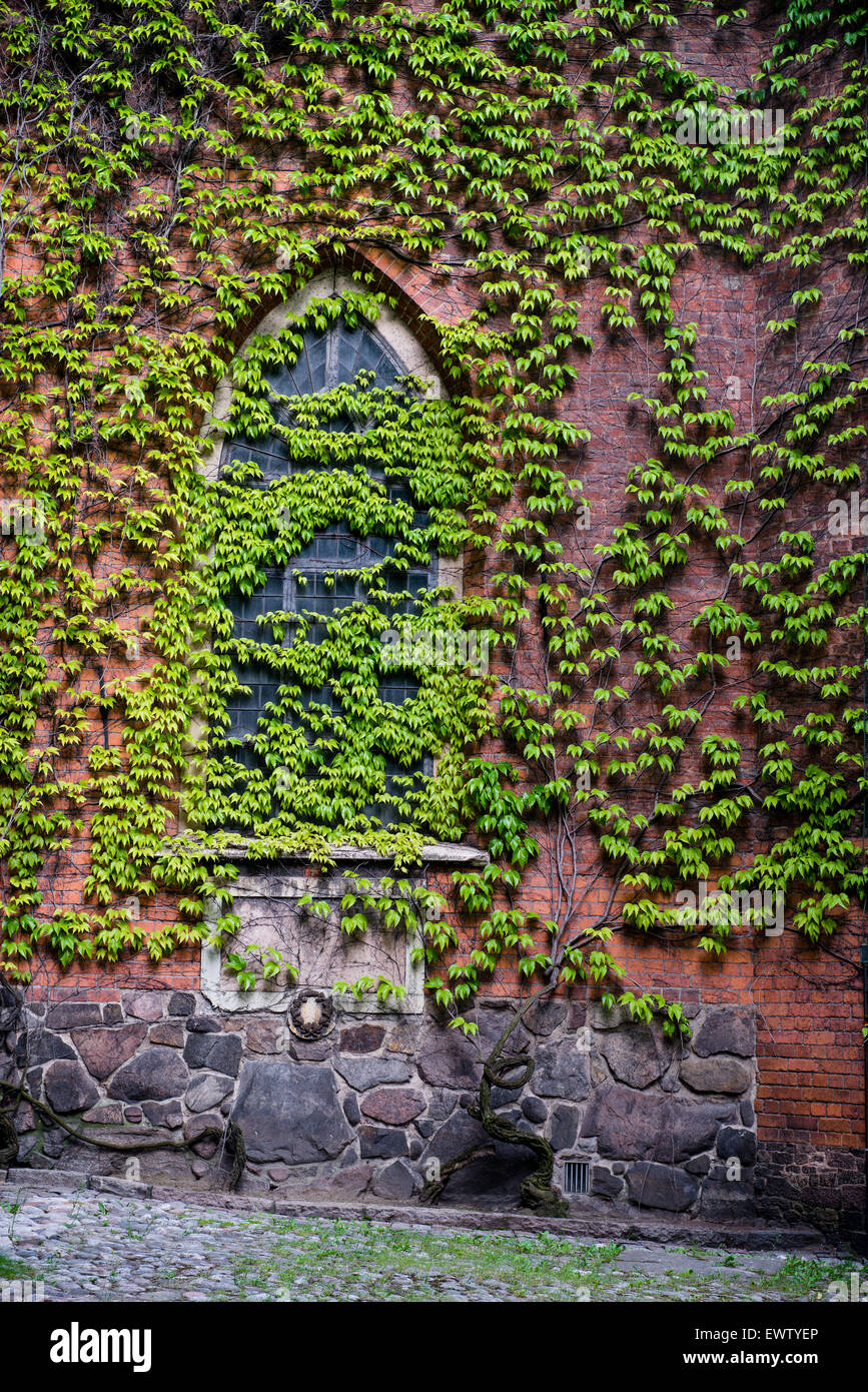 Plant with many green leaves covering the old brick wall Stock Photo