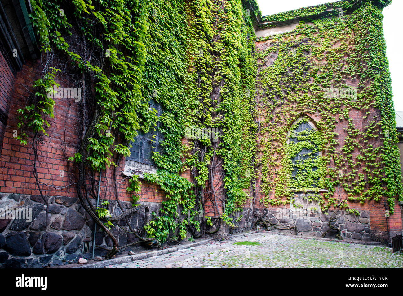Plant with many green leaves covering the old brick wall Stock Photo