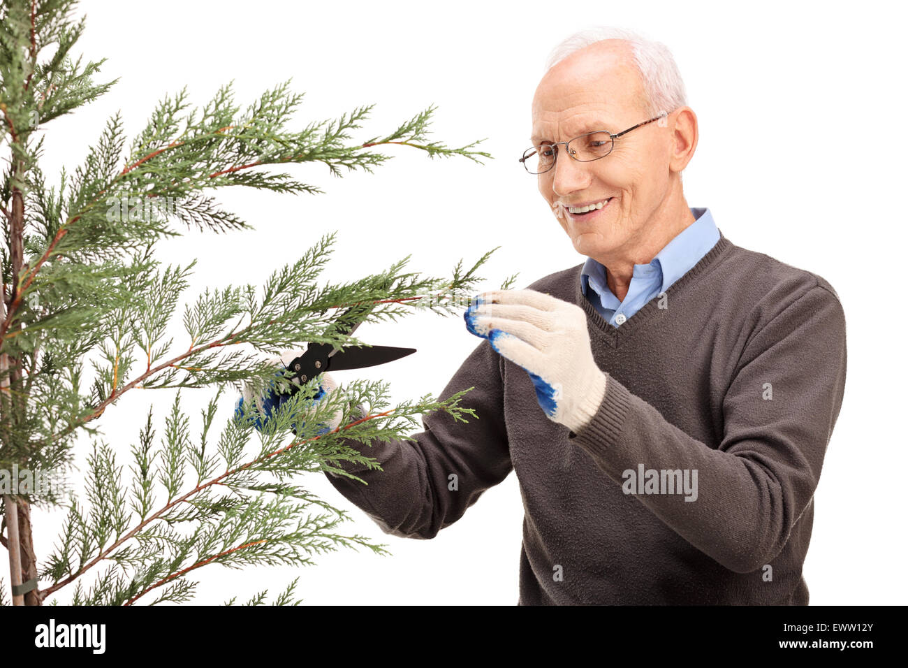 Cheerful senior man trimming the branches of a coniferous tree and smiling isolated on white background Stock Photo