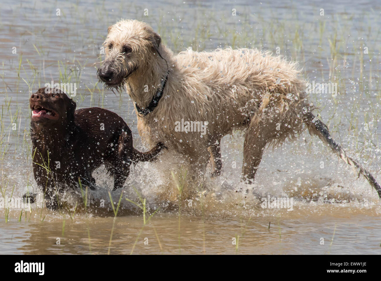 chocolate lab and irish wolfhound dogs playing in flood waters after a heavy rain in Houston