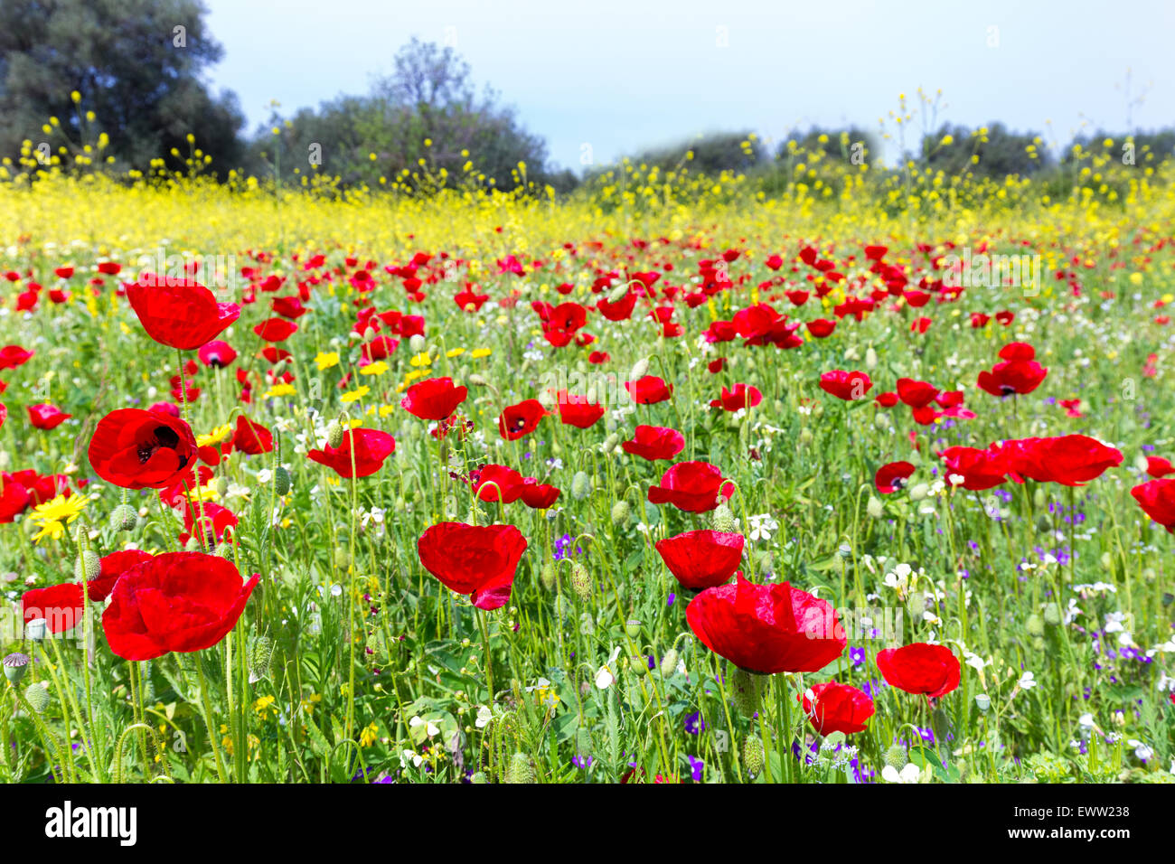 Landscape field of red poppy flowers with yellow rapeseed plants in summer season Stock Photo