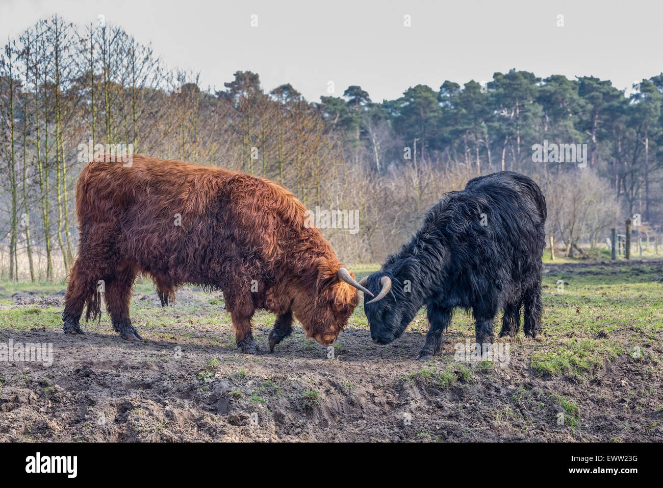 Fighting black and brown scottisch highlander bull and cow in spring season Stock Photo