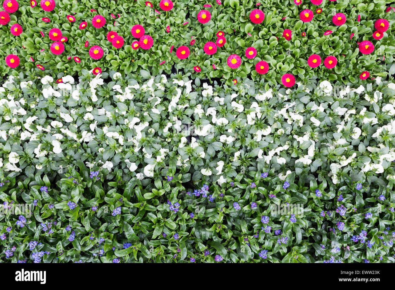 Flowers in rows and lines showing red white blue colours of dutch flag Stock Photo