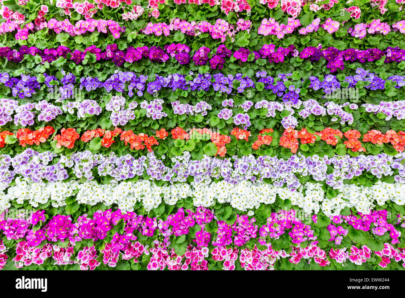 Horizontal rows of flowers with many different colours Stock Photo Alamy