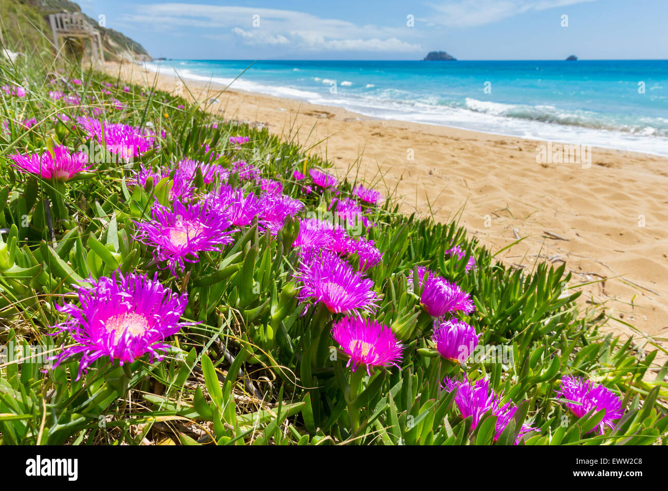Pink icicle flowers at coast with sandy beach and blue sea in Greece Stock Photo