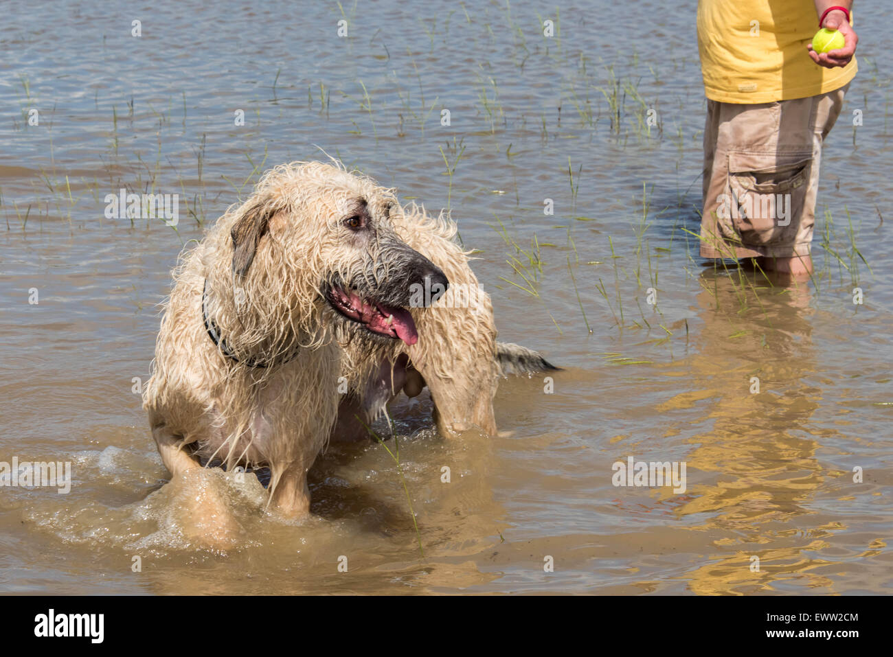 irish wolfhound dog playing in flood waters after a heavy rain in Houston, Texas Stock Photo Alamy