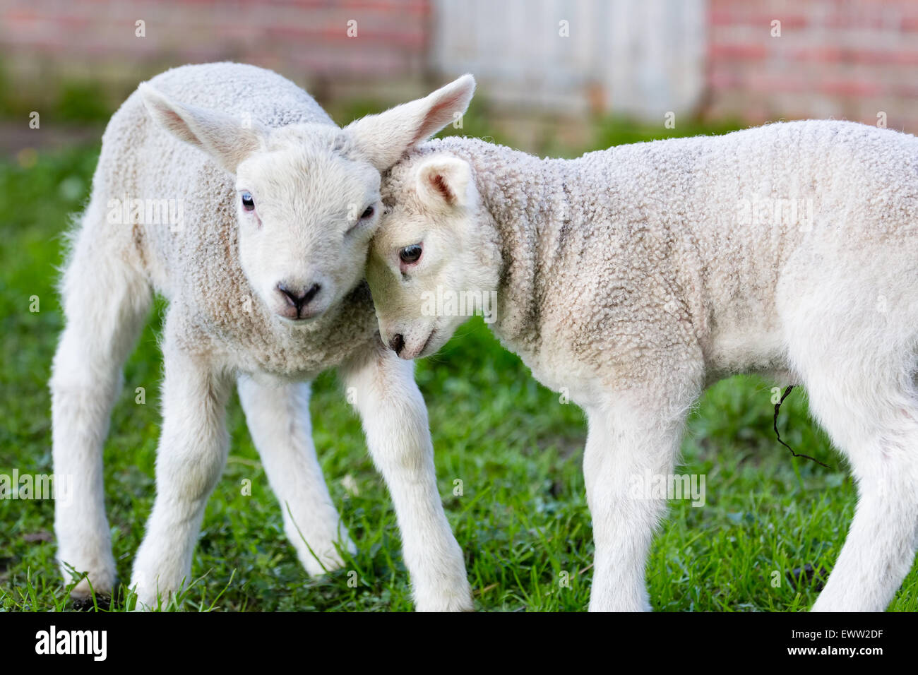 Two hugging and loving white lambs heads together in spring season Stock Photo