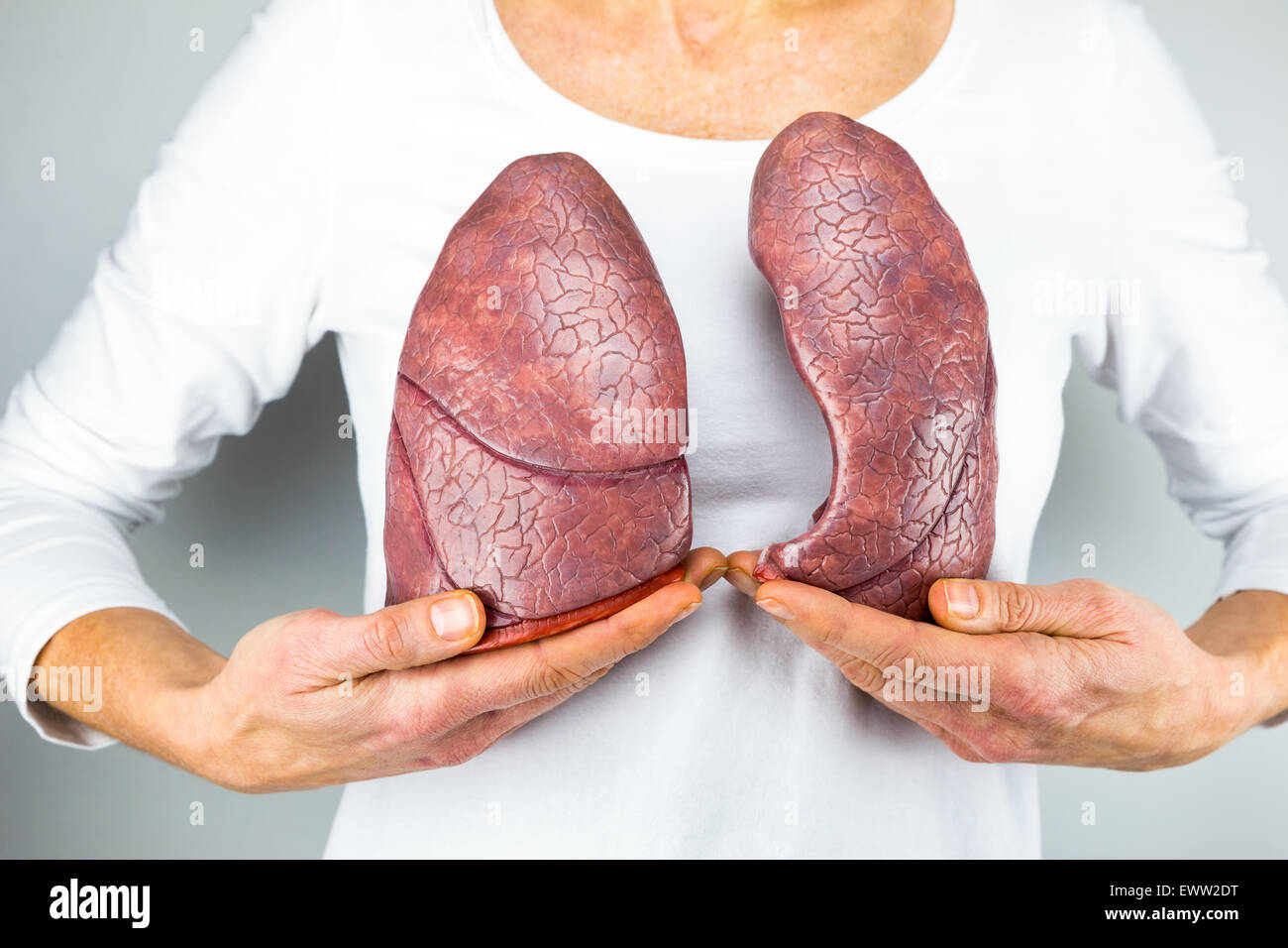 Woman showing models of two lungs in front of chest to symbolize breathing for education Stock Photo