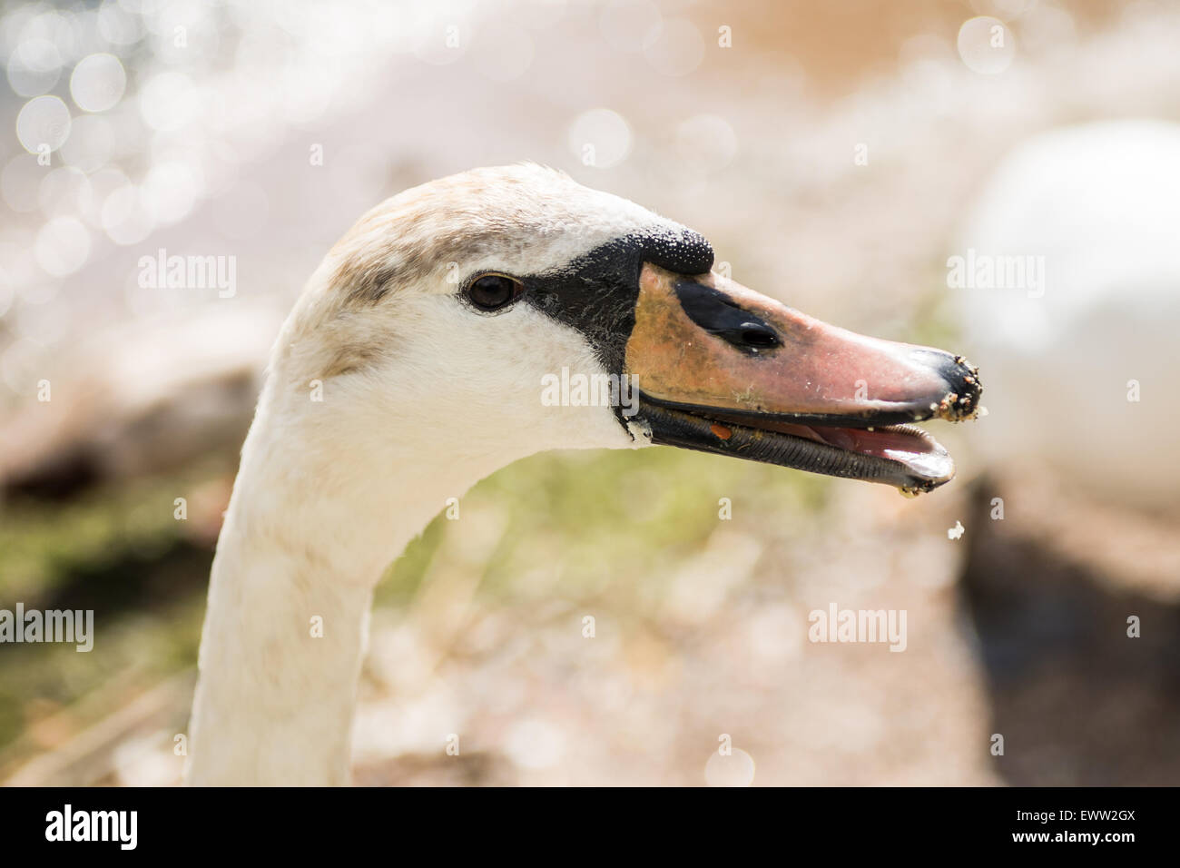 Closeup of a male mute swan Stock Photo