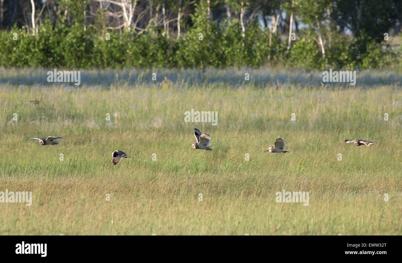 Short eared owl flies over field in search of food. Stock Photo