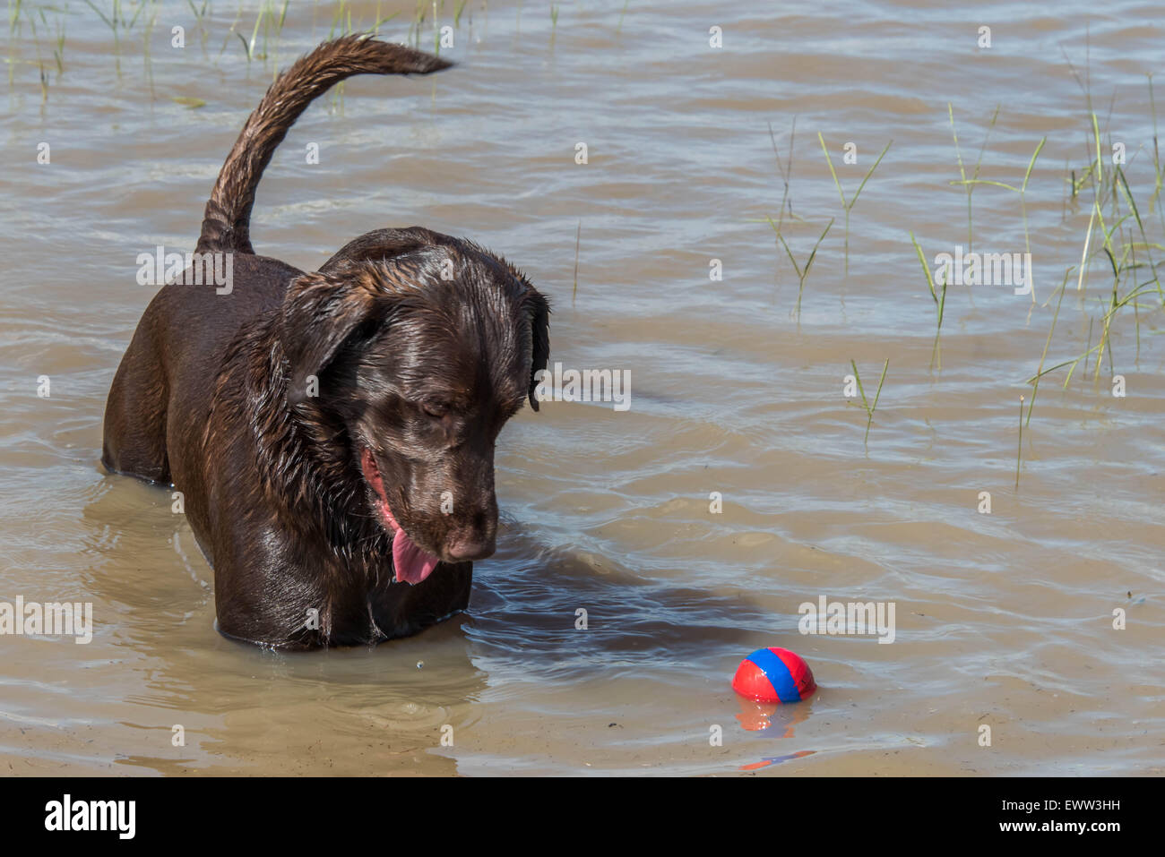 chocolate lab playing in flood waters after a heavy rain in Houston