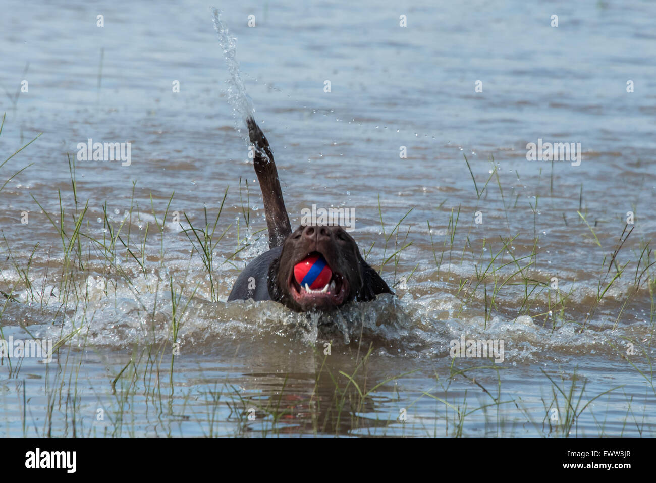 chocolate lab playing in flood waters after a heavy rain in Houston