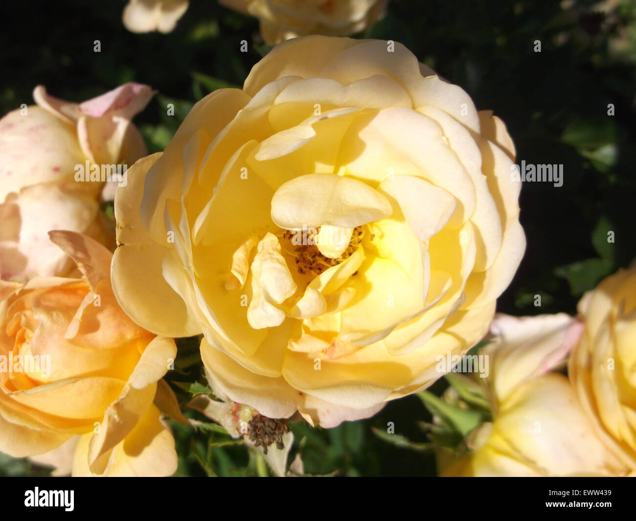 Rose Petals Yellow Roses Flowers Stock Photo Alamy