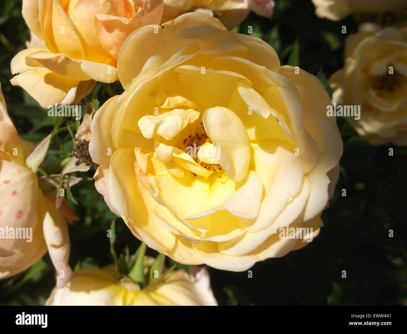 Yellow Roses Multipetals Rose Petals - Yellow Roses - Flowers Stock Photo - Alamy